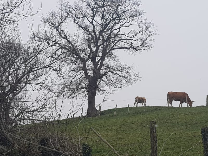 Hoogten van Saint-Pée-sur-Nivelle en lokale fauna - Saint-Pée-sur-Nivelle