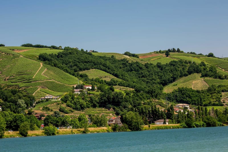 Les vignes de Verenay - Verenay, Ampuis
