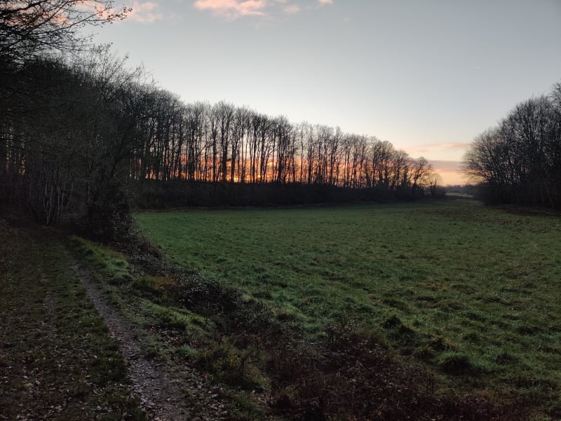 Petit tour dans la forêt de Moulière et ses richesses - Montamisé