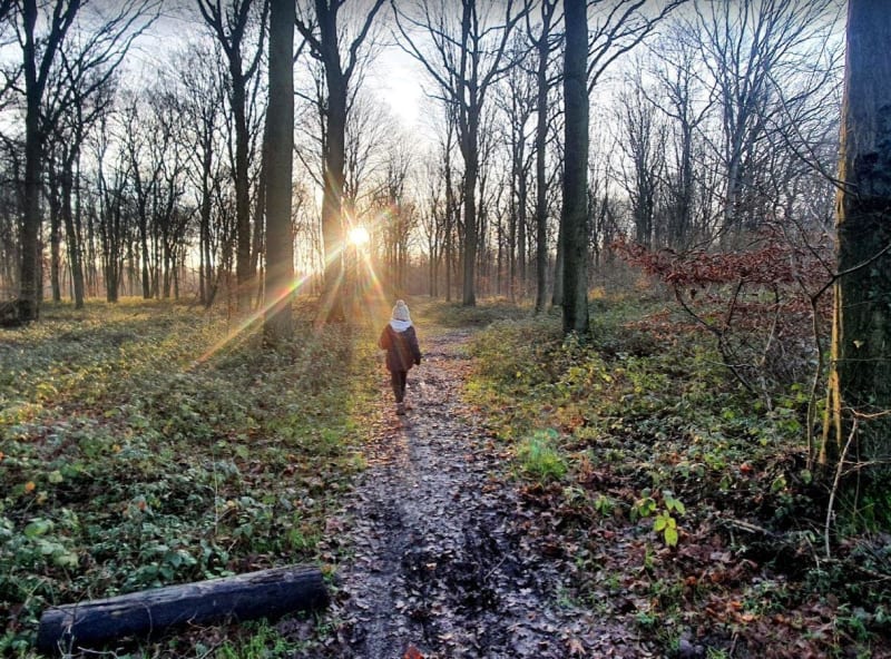 Forêt de Phalempin et sa balade pleine de charme - Phalempin