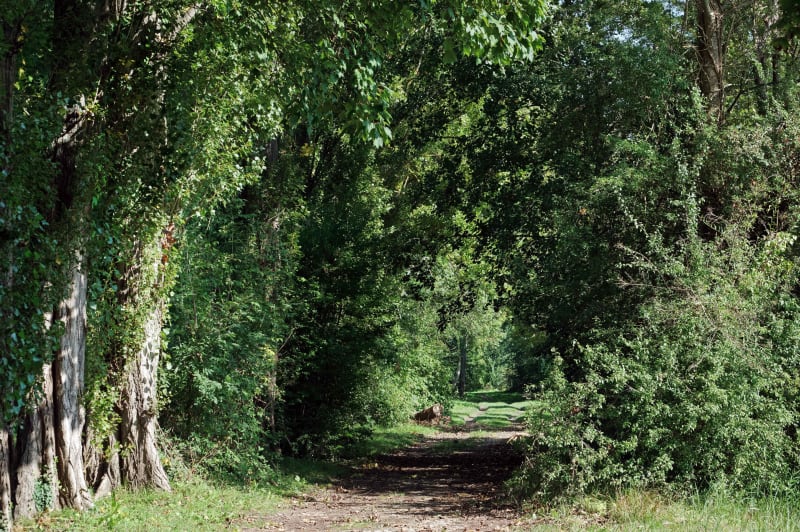 Boucle dans le bois de Montgé depuis Cuisy - Cuisy