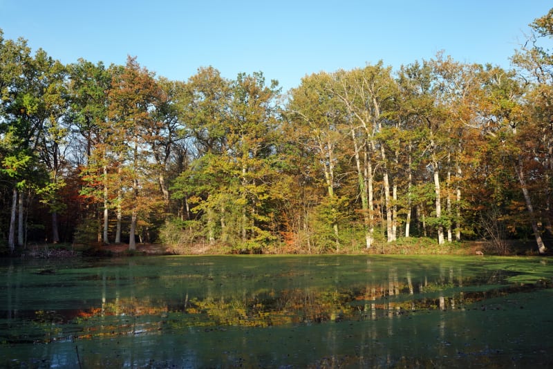 Immersion en forêt de Fontainebleau et mare aux Evées - Fontainebleau