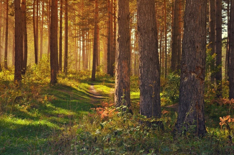 Balade dans les bois autour de Villers-Cotterêts - Haramont