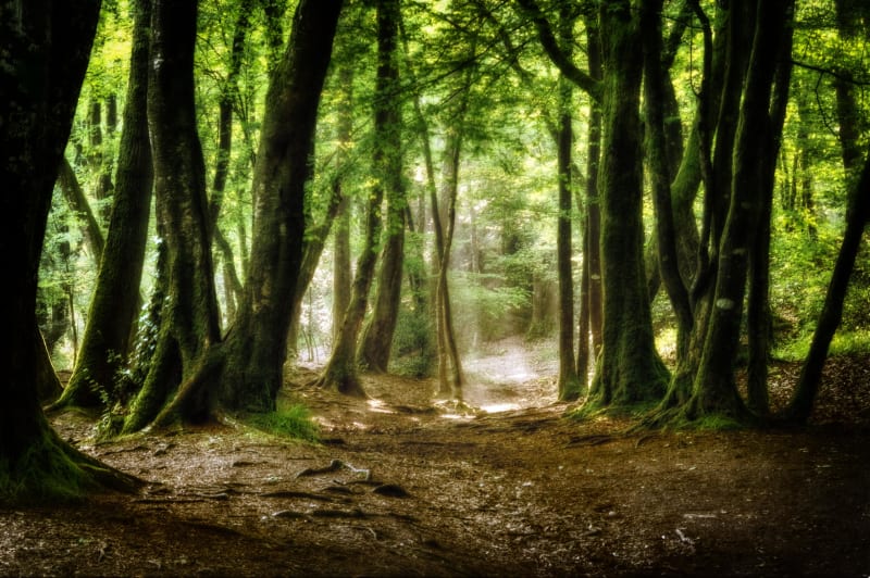 Tranquillité de la forêt de Villefermoy et balade des trois clochers - Saint-Ouen-en-Brie