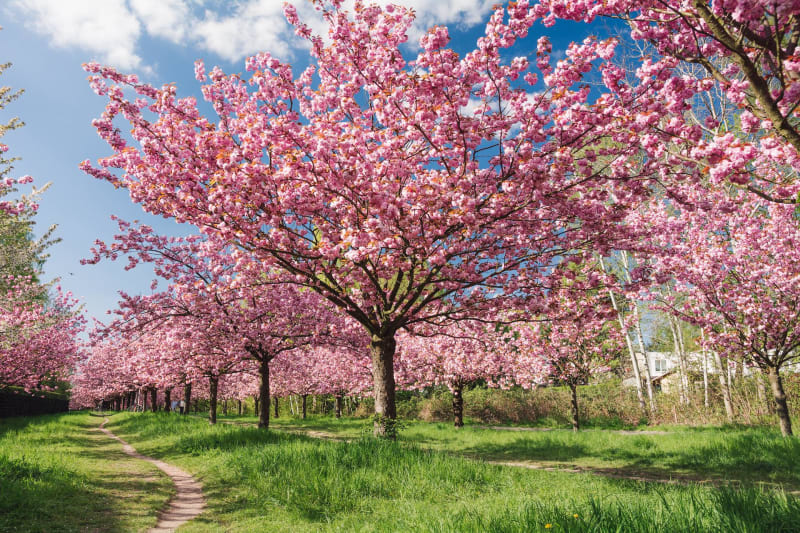 La floraison des cerisiers de Bessenay - Bessenay