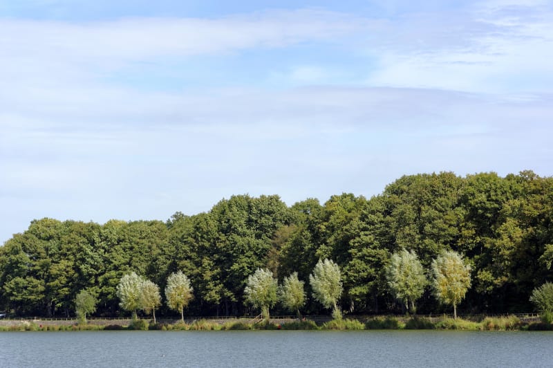 Du Perray à Rambouillet à travers étangs et forêt - Le Perray-en-Yvelines