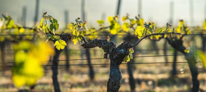 Lugon-et-l'Île-du-Carnay à travers les vignes - Lugon-et-l'Île-du-Carnay