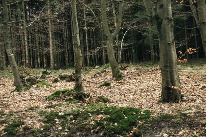 Bois de Boisseau et balade rafraîchissante en forêt - Cernay-la-Ville