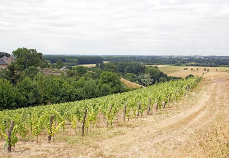 Vignes et petit bout du GR® 3 depuis Saint-Aubin-de-Luigné - Val-du-Layon