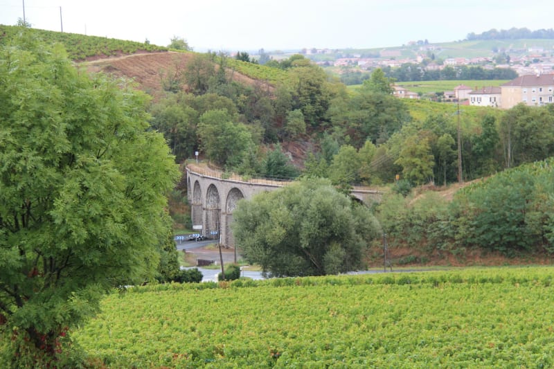 Voie du Tacot et crus des Pierres Dorées - Liergues