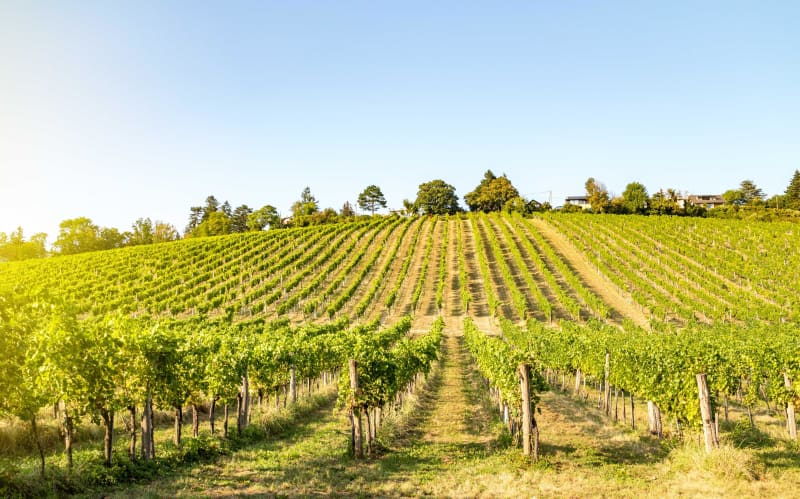 Dans les vignes depuis Les Olmes - Vindry-sur-Turdine