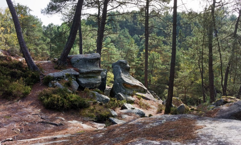Petite ascension du Mont Aigu et grandeur de la forêt - Fontainebleau