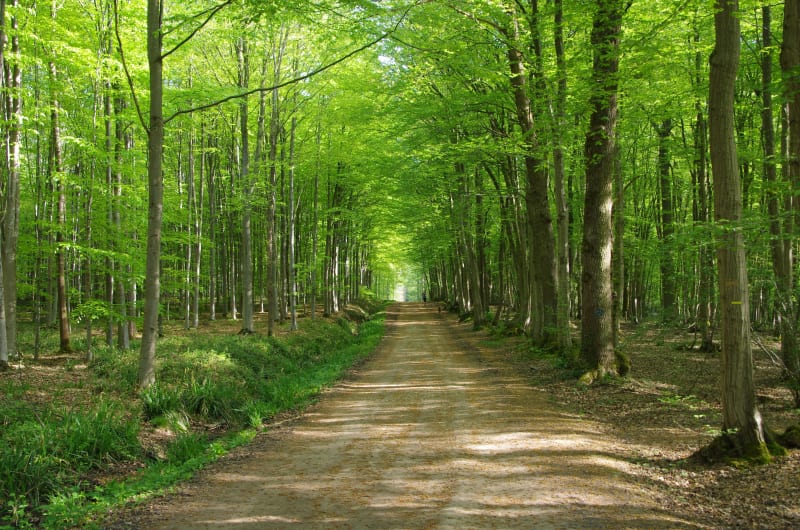 Tranquillité du bois du Gland et découverte sauvage de la flore - Chartres