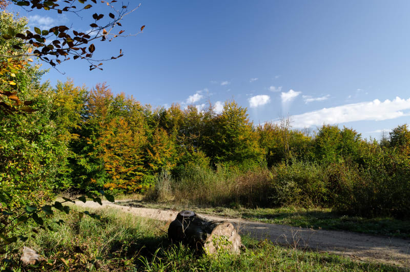 S'évader dans la forêt d'Halatte et aventure charmante - Pont-Sainte-Maxence