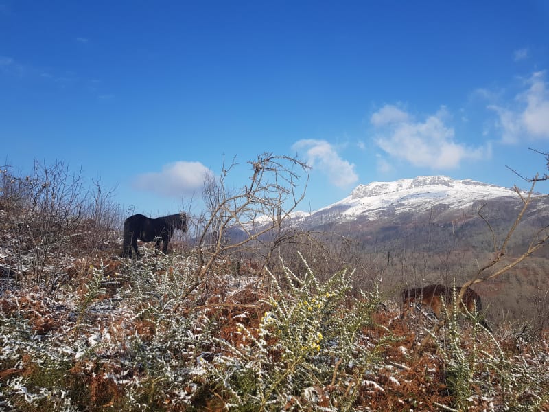 Tour du Pic de l'Ibanteli et chevaux pottoks - Sare