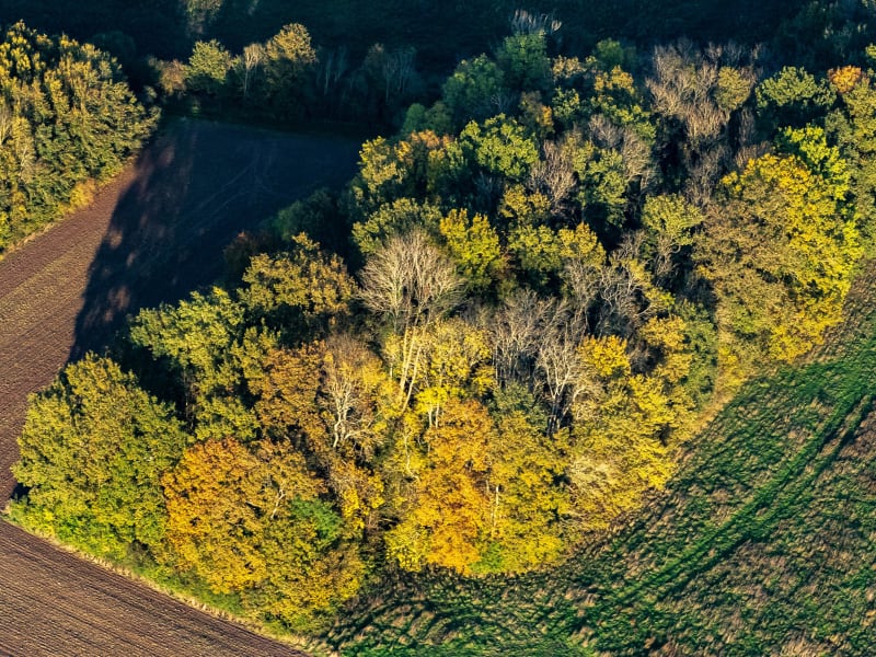 Coquelicots et fraîcheur des bois autour de Villers-en-Arthies - Villers-en-Arthies