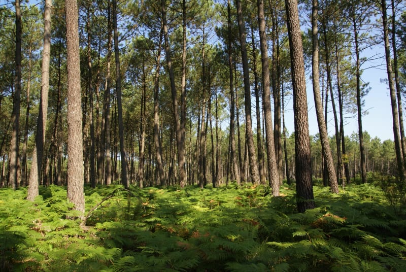 Balade en forêt d’Ermenonville et histoire d'abbayes - Ermenonville