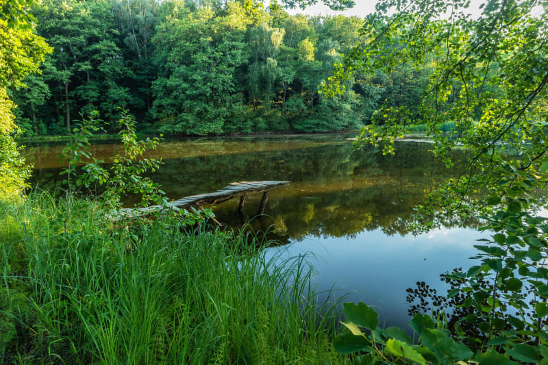 Au cœur de la vallée de la Brosse et faune discrète - Bussy-Saint-Martin