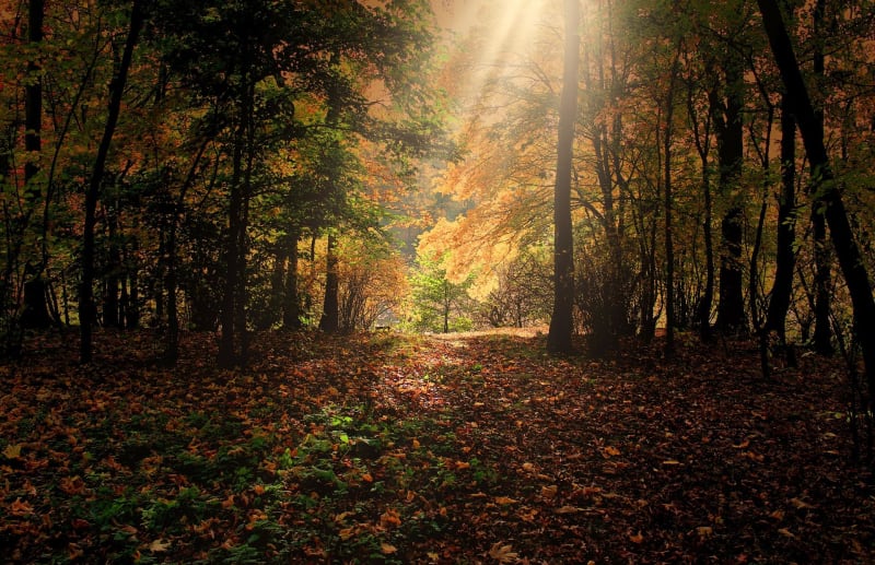 Balade historique à Apremont et beauté de la forêt - Apremont