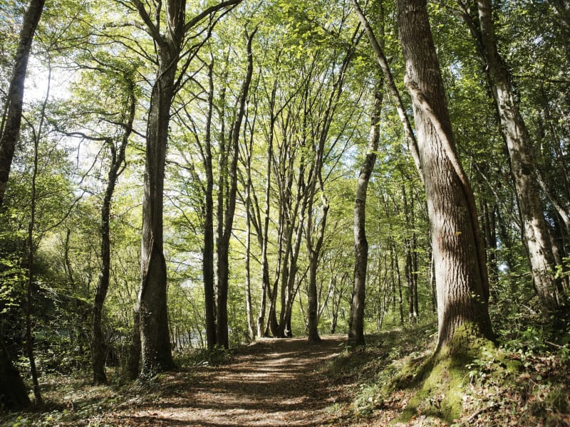 Sur les pas des mineurs du Peychagnard - Susville