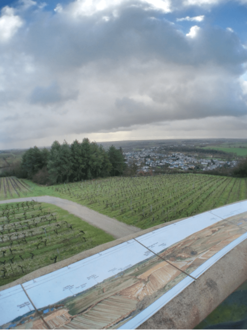 Boucle sur les bords du Layon et au milieu des vignes - Val-du-Layon
