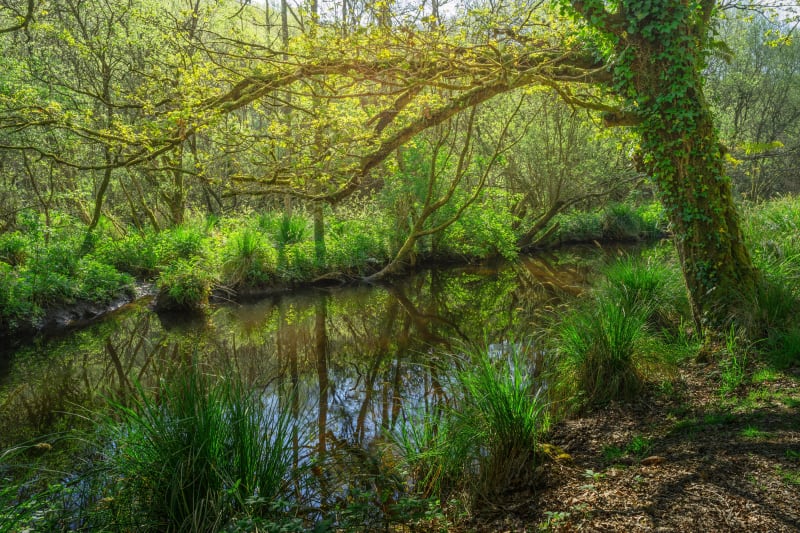 Balade tranquille à Montauger et vie sauvages des marais - Mennecy