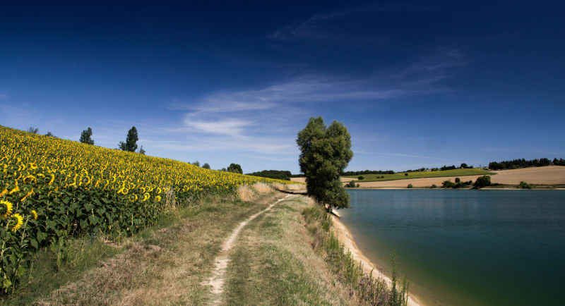 Tour du Lac du Laragou et petits habitants à plumes - Montpitol