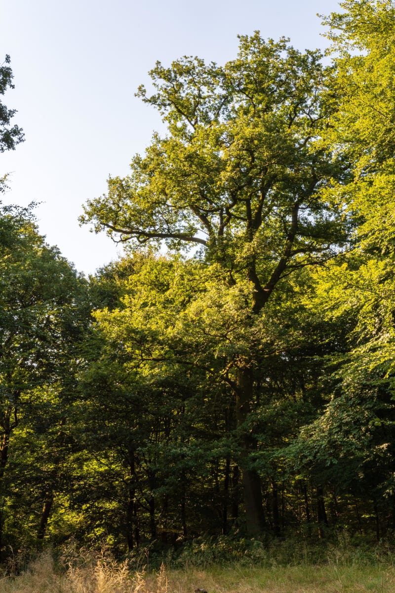 Chemin du Blanc Caillou et lumières de la forêt ardennaise - Neufmanil