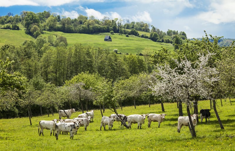 Pinterville, châteaux à foison, bêtes et fleurs de saison - Pinterville