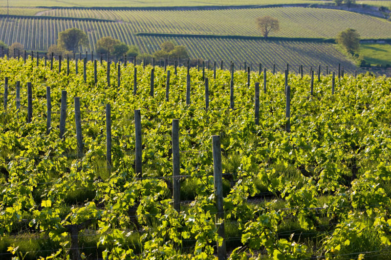 Rochefort-sur-Loire, vignes et petit bout du GR® 3 - Rochefort-sur-Loire