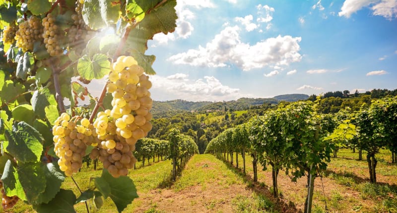 Suivre les sentiers à travers les vignes de Bouzy - Bouzy
