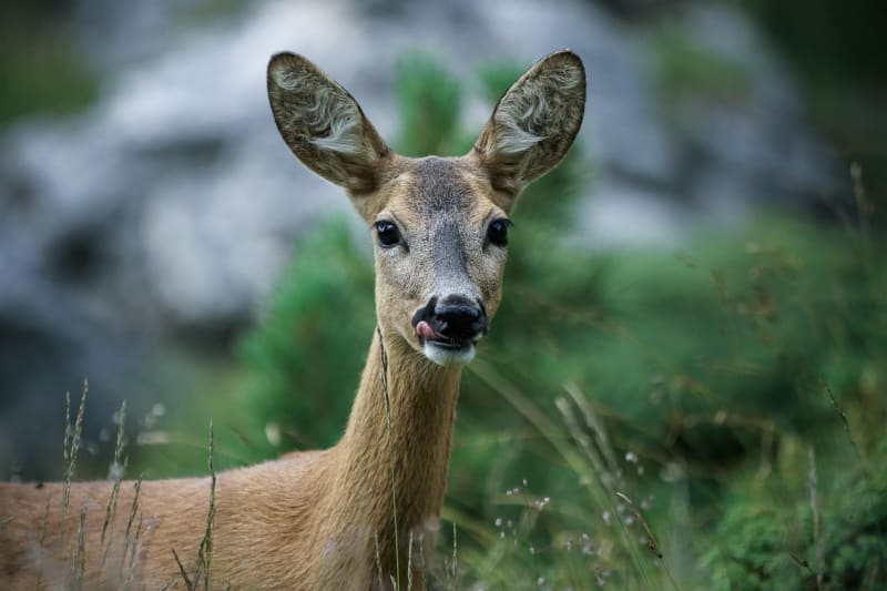 Fougaron, sa forêt et ses animaux sauvages - Fougaron