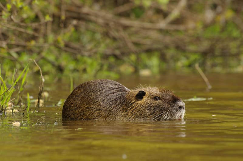 Évasion au bord de l'Yonne et petites bêtes de nos rivières - Misy-sur-Yonne