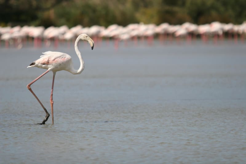 Bords de l'Étang de Vaccarès et colonies de flamants roses - Saintes-Maries-de-la-Mer
