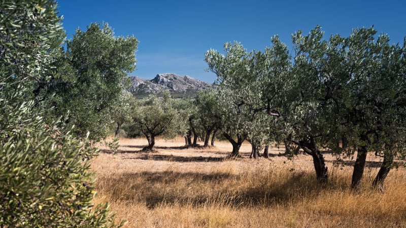 Tour du lagon bleu et merveilleuse garrigue - Maussane-les-Alpilles