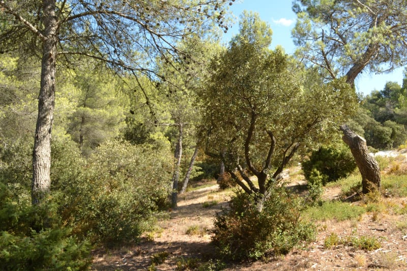 Lange Jean-route en kleine wilde reliëfs - Eygalières
