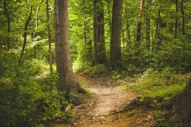Petite boucle lumineuse dans le Bois Noir de Saint-Dalmas - Valdeblore
