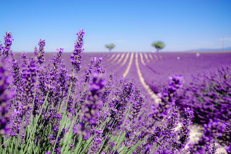 Valensole et émerveillement devant les champs de lavande - Valensole