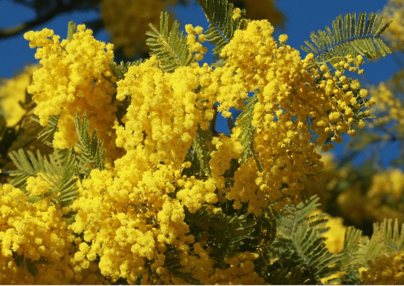 Tanneron en zijn wandeling door het hart van de mimosa's - Mandelieu-La Napoule