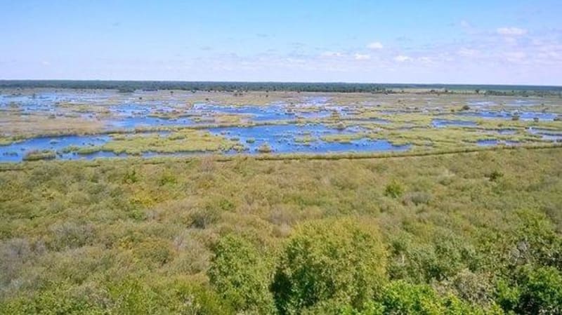 Boucle de l'étang de Cousseau et paradis des migrateurs - Lacanau