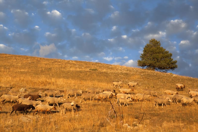 Meyronnes, ses rapaces, chamois et senteurs du Sud - Val-d'Oronaye
