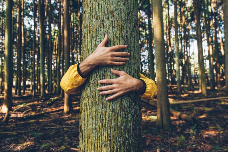 Bois de Hariez et séance de câlins aux arbres - Haramont