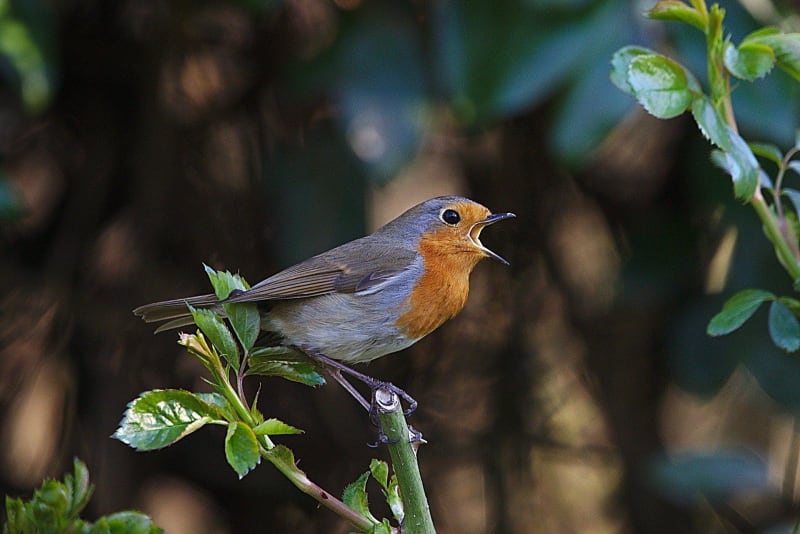 Aux portes de Soissons et petits oiseaux de nos campagnes - Vauxbuin