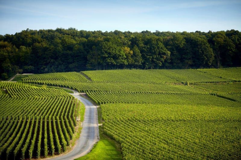 Balade dans les vignes et ancienne voie romaine - Pinet