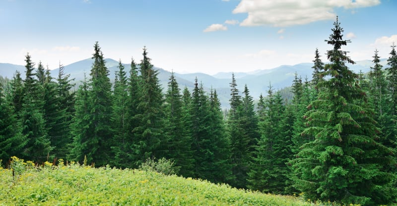 Forêts de Lavenquet et de Bouissièra et jolis contrastes - Moulinet