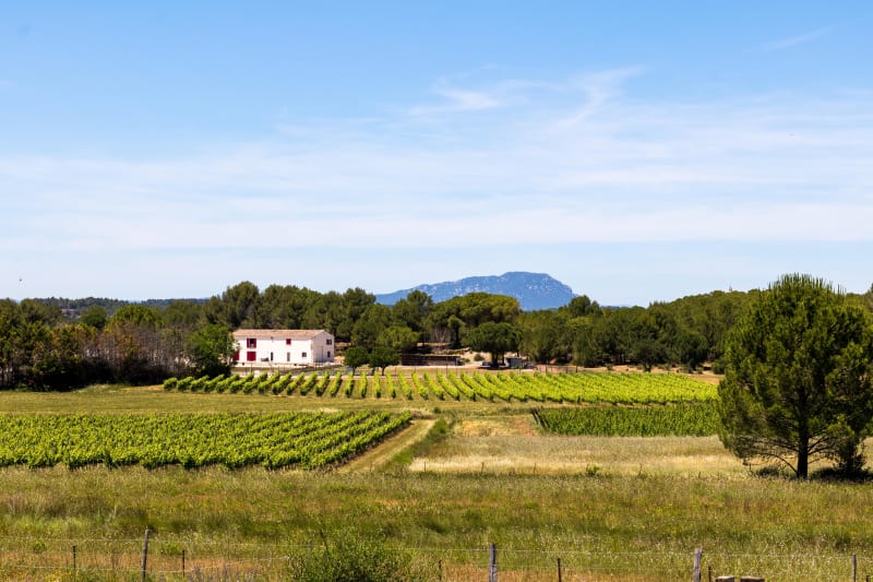 Immersion dans la garrigue de Teyran et vue bien dégagée - Teyran