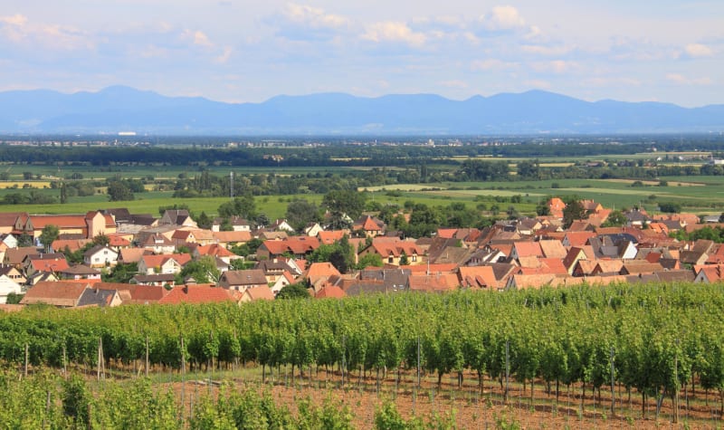 Raedersheim et boucle savoureuse dans une mer de vignes - Raedersheim
