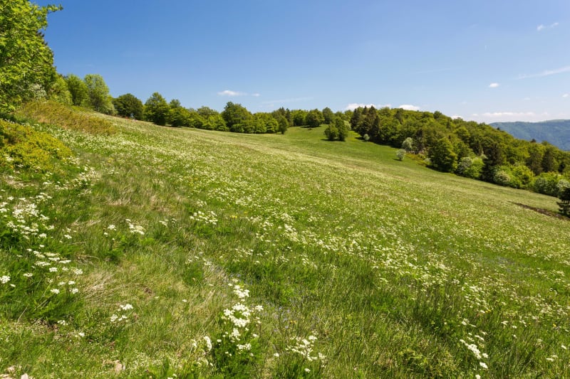 Ancien couvent et prairies champêtres à Wintzfelden - Soultzmatt