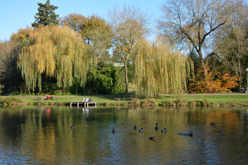 Evasion au bord de la Chézine et dans son parc - Saint-Herblain