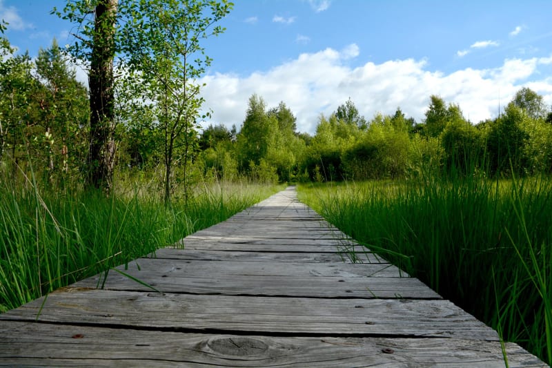 Marais de Cassan et ses rencontres étonnantes - Saint-Paul-des-Landes